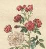 Bengale Bichonne rose photo