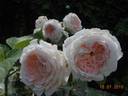 Clara's Choice rose photo
