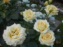 Mystery Girl rose photo