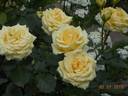 Mystery Girl rose photo