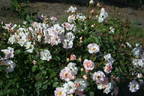 Lady of the Dawn rose photo