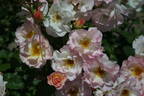 Lady of the Dawn rose photo