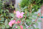 Rainbow Knock Out ® rose photo