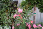 Rainbow Knock Out ® rose photo