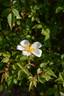 FAWOLGHER1 rose photo
