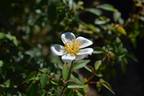 FAWOLGHER1 rose photo