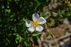 FAWOLGHER1 rose photo