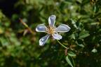 FAWOLGHER1 rose photo