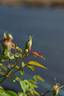 FAWOLGHER1 rose photo