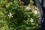 FAWOLGHER1 rose photo