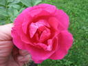 Thomas Affleck rose photo