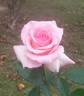 Babies Blush rose photo