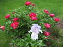 Kristin Joy peony photo