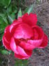 Kristin Joy peony photo