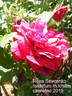 Rosa Ševčenko rose photo