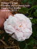 William C. Egan rose photo