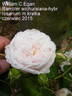 William C. Egan rose photo