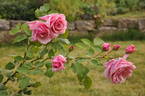 Elli Knab rose photo