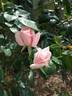 Summer Lady ® rose photo