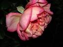 Yankee Doodle ® rose photo