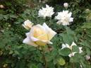 April Moon rose photo