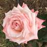 April Hamer rose photo