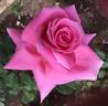 100 Not Out rose photo