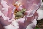 Morning Magic ™ rose photo