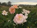 Morning Magic ™ rose photo