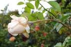 Fontanelle rose photo