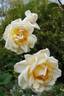Fontanelle rose photo