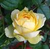 Marselisborg Castle rose photo