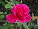 Poinsettia rose photo