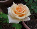 Versilia® rose photo