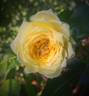 Marselisborg Castle rose photo
