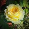 Marselisborg Castle rose photo
