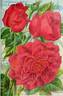 Helen Gould rose photo