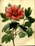 Anneslei peony photo