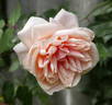 Aussie Sixer rose photo