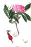 <i>Rosa Dicksonii</i> Lindl. Synonym rose photo