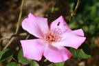 Pink Angel rose photo