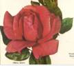 Allure rose photo