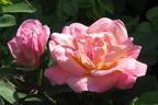 Brite Eyes rose photo