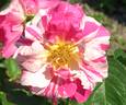 Candy Land™ rose photo