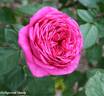 Hollywood Dandy rose photo