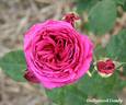 Hollywood Dandy rose photo