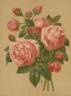 Princess Louise Victoria rose photo