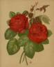 Mrs. Harry Turner rose photo