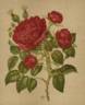 Marie Baumann rose photo