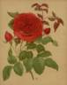John Stuart Mill rose photo